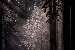 Morning Sun Beams