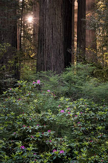 Sun Beams & Rhodies
