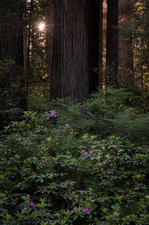 Sun Beams and Rhodies