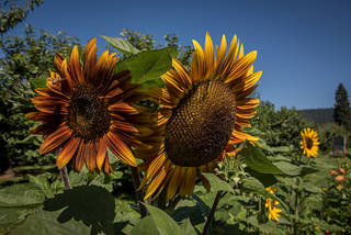 Sunflowers