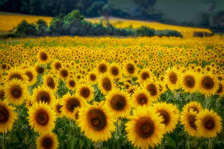 Sunflower Field, Luberon Valley