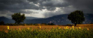 Sunflower Stand