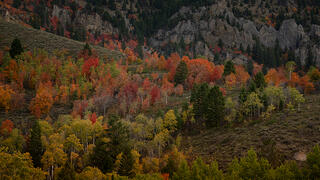 Teton Fall Colors