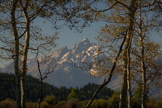 Fall Colors & Tetons