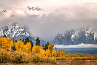 Fall Aspens and Tetons
