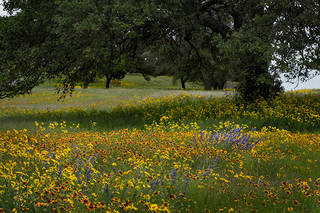 South Texas Wildflowers