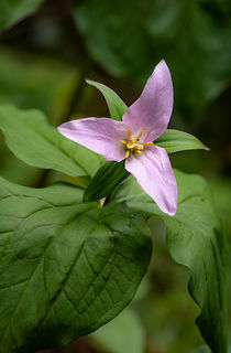 Forest Trillium