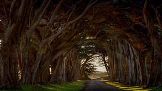 Sunrise Tree tunnel