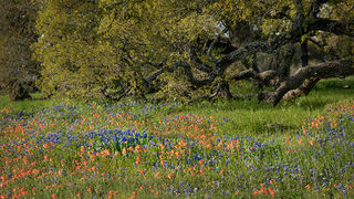 Wildflowers & Oaks
