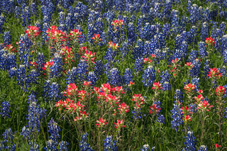 Blue Bonnets & Indian Paintbrush