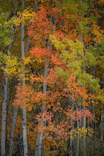 Aspen Tapestry 2