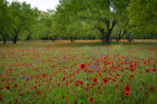 Indian Blankets & Oaks