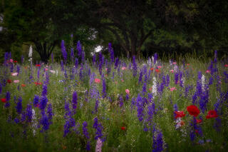 Spring Wildflowers & Oaks