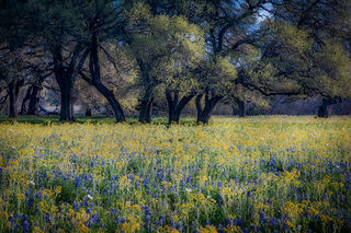 Oaks & Wildflowers 2