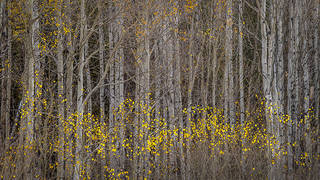 Fall Aspens 