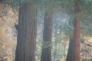 Woodpecker in Fog