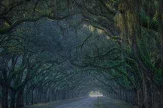 Oak Tree Tunnel in Fog