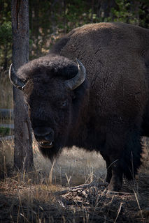 Bison