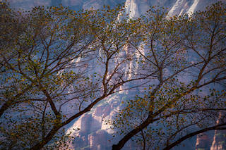 Fall Cottonwoods