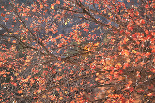 Mountain Maple Sunrise