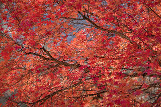 Zion Maples Fall