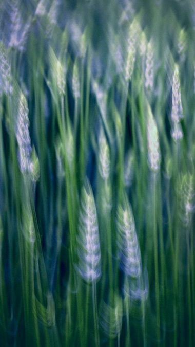 northern california, california, plants, lavender, impressions, movement