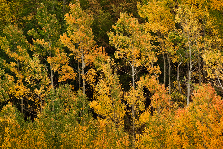 aspens, south lake, fall, eastern sierra, sierra, ca, california