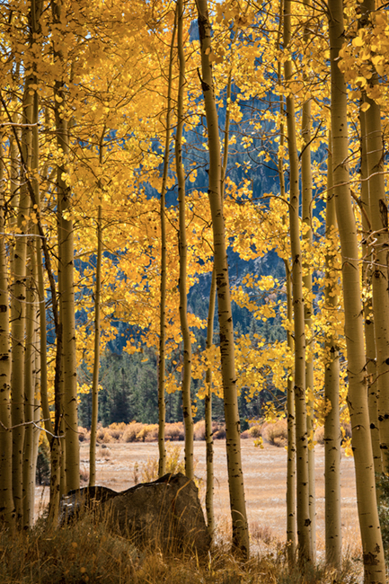 aspens, lee, vining, creek, sierra, ca, fall, california, eastern, trees