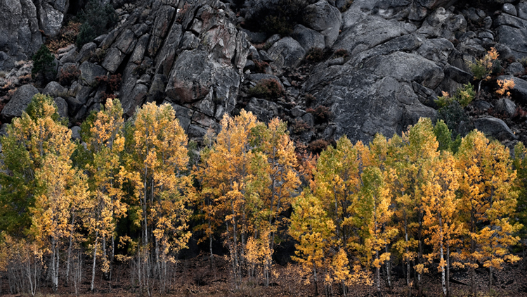 eastern sierra, sierra, aspens,  rock creek, fall, ca, california, trees