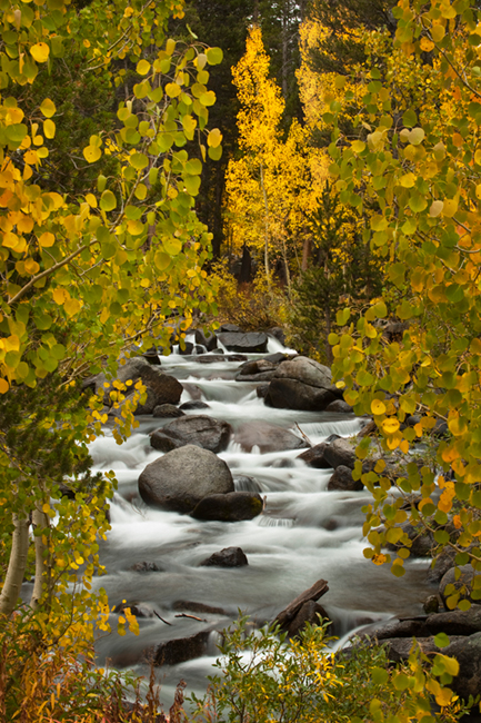 eastern sierra, sierra, aspens,  bishop creek, South fork, fall, ca, california, trees, water, mountains