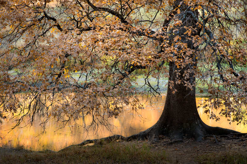 black oaks, valley, water, merced, merced river, yosemite, valley, mountains, sierra, trees, sunset, light, ca, california, reflections...