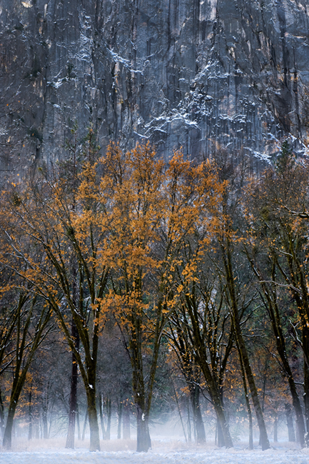 valley trees blur reflections