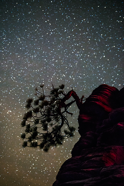 trees, fall, fall color, zion, mountains, utah, ut, southwest, bonsai, pine, stars, milky way