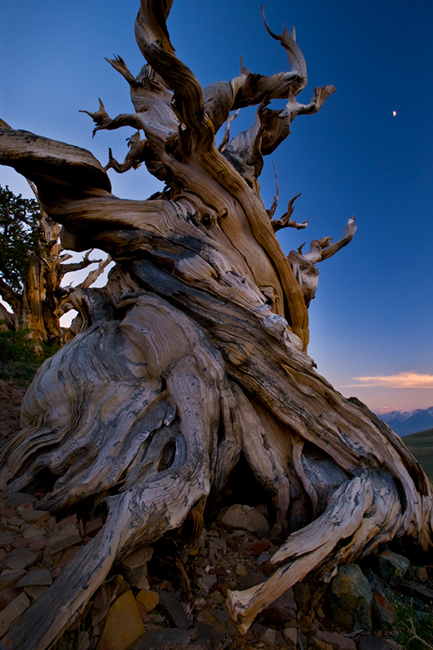 bristlecone pines, cindy