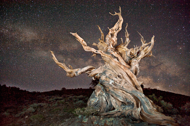 bristlecone, pines, big pine, ca, california, bristlecone pine reserve, forest, sierra, eastern, trees, sunset, milky way, stars...