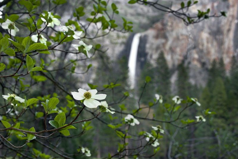 dogwoods, trees, bridalveil, water, waterfall, valley view, ca, calorfrnia, spring