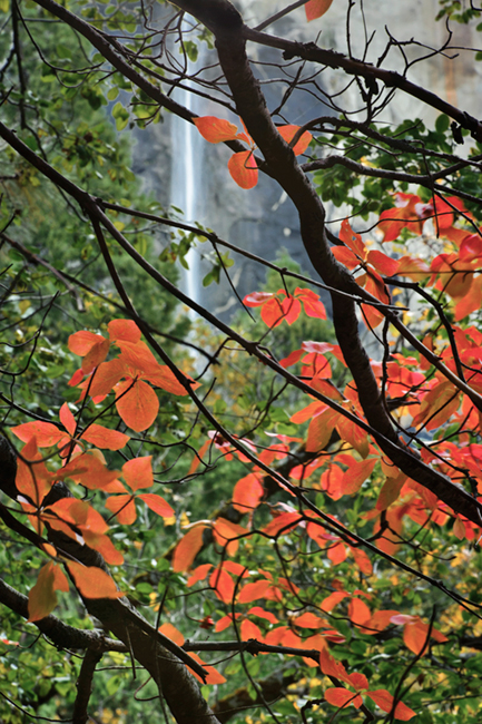 dogwoods, trees, bridalveil, water, waterfall, valley view, ca, calorfrnia, fall, fall color