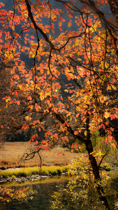 Merced River, Yosemite Valley, merced, river, yosemite, valley, ca, california, sierra, mountains, trees, dogwood, fall, valley...