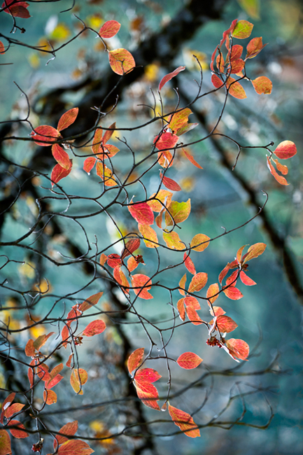 dogwoods, trees, mountains, sierra, spring, yosemite, water, merced river, merced, fall, ca, california