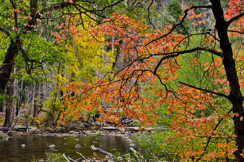 Merced River, Yosemite Valley, merced, river, yosemite, valley, ca, california, sierra, mountains, trees, dogwood, fall