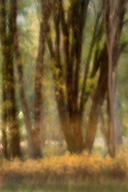 valley, trees, black oaks, yosemite, trees, plants, mountains, sierra, movement, impressions, blur, ca, california