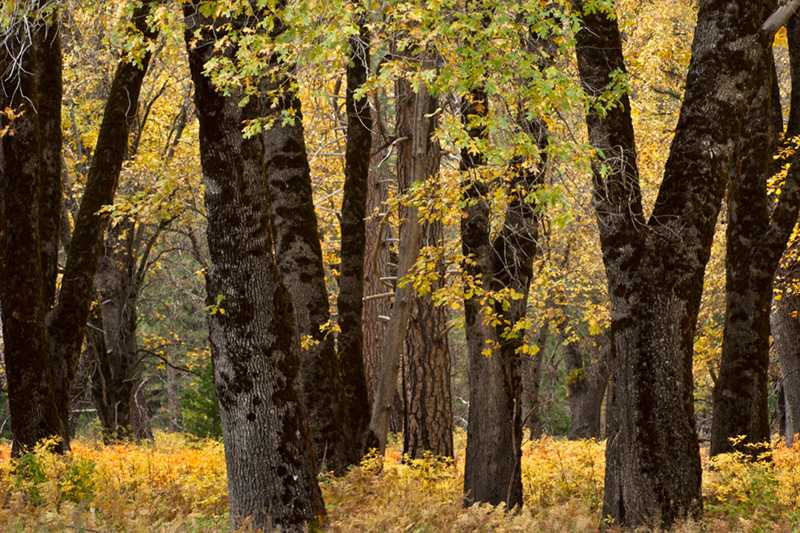 Yosemite Valley, yosemite, valley, ca, california, sierra, mountains, trees, black oak, black, oaks, valley view, fall, colors...