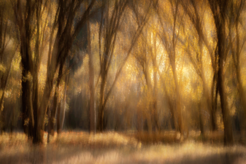 valley, trees, black oaks, yosemite, trees, plants, mountains, sierra, movement, impressions, fall,ca, california