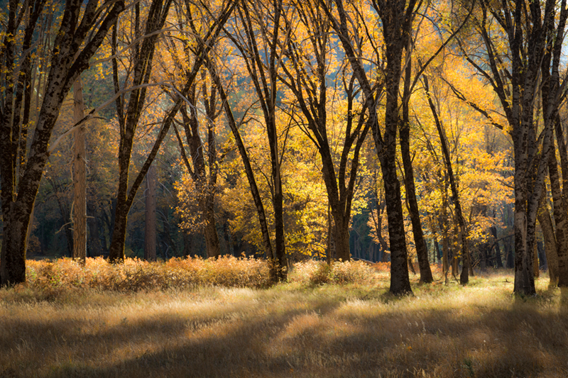 Yosemite Valley, yosemite, valley, ca, california, sierra, mountains, trees, black oak, black, oaks, valley view, fall, colors...