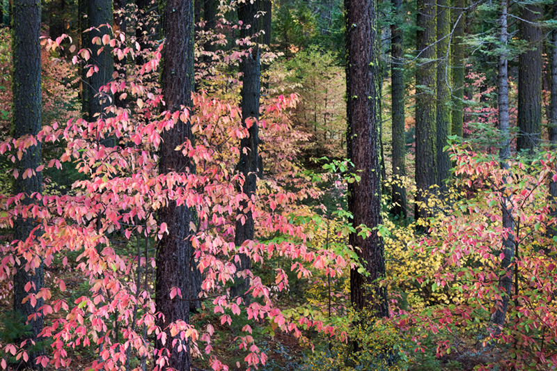 dogwoods, valley view, view, fall, ca, california, sierra, mountains, valley, yosemite, colors, leaves, trees