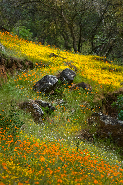 wildflowers, poppies, savages, ca, california, hite, cove, merced, river, canyon, spring