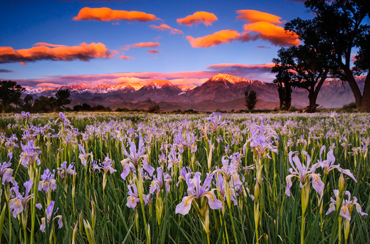 iris, sunrise, sierra, clouds, ca, california, spring, wildflowers, bishop, mountains, owens river valley, owens river