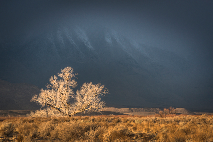 eastern sierra, sierra, cottonwood, fall, ca, california, trees, storm, winter, sunrise, bishop, mountains, owens river valley...