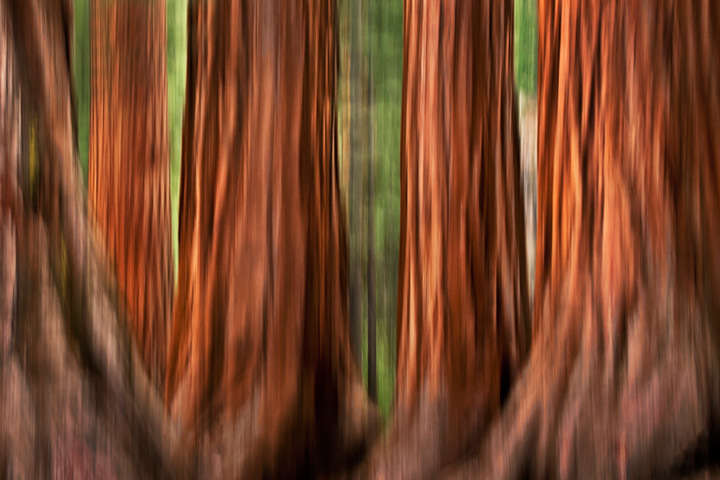 yosemite, mariposa grove, sequoia, mountains, sierra, trees, impressions, movement, northern california, california, ca