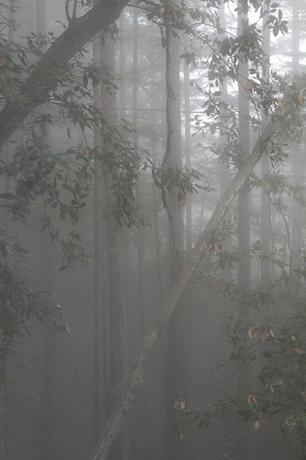 mt tamalpais, fog, sunrise, san francisco, marin, trees, headlands, ca, california